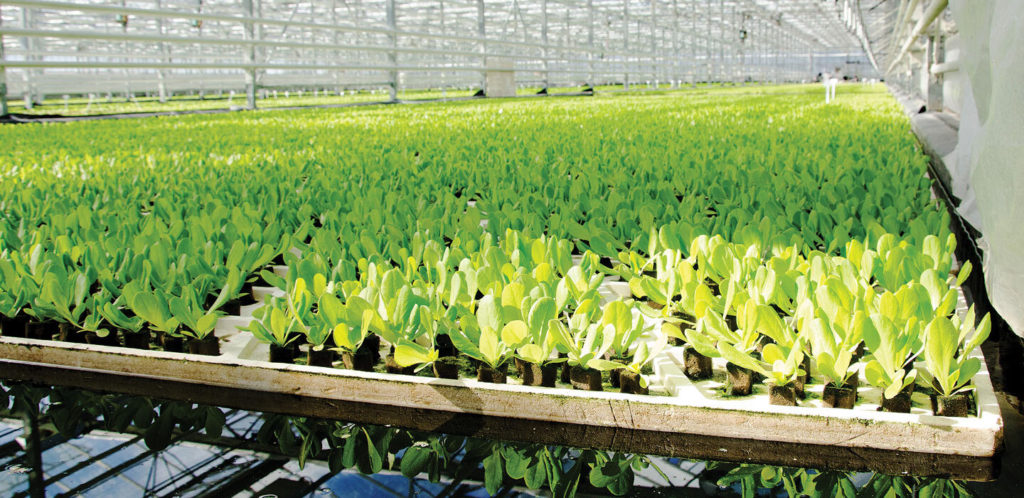 lettuce 1024x498